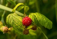 Aviečių lapai tradiciškai vartojami menstruacijų spazmams lengvinti, viduriavimui
