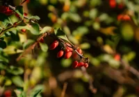 Berberinas randamas keliuose augaluose, vienas jų - paprastasis raugerškis