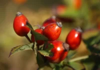 Erškėčių vaisiai - natūralus vitamino C šaltinis