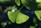 Ginkmedis yra vienas seniausių žinomų medžių