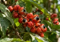 Guarana vertinama dėl sėklose esančio didelio kofeino kiekio