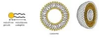 Liposoma