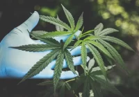Marihuana gaunama iš kanapių