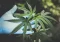 Marihuana gaunama iš kanapių