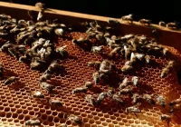 Propolis yra vienas populiariausių bičių gaminamų produktų