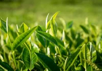 Žaliosios arbatos ekstraktas gaunamas iš augalo camelia sinensis lapų.